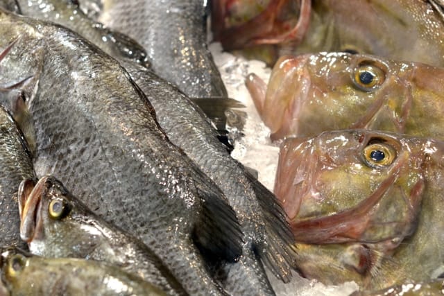 Sydney Fish Market08