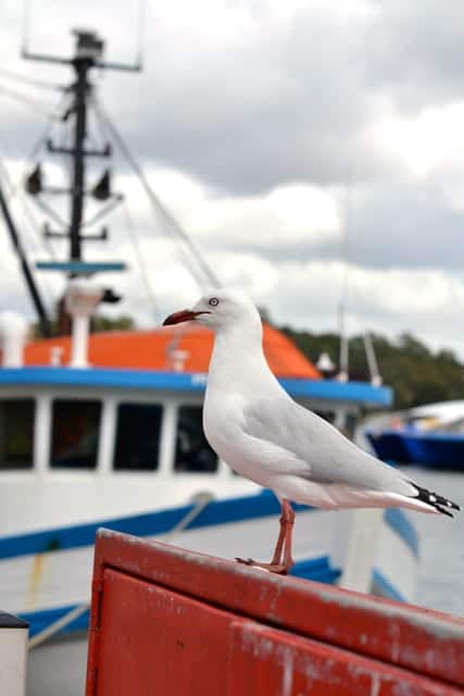 Sydney Fish Market20