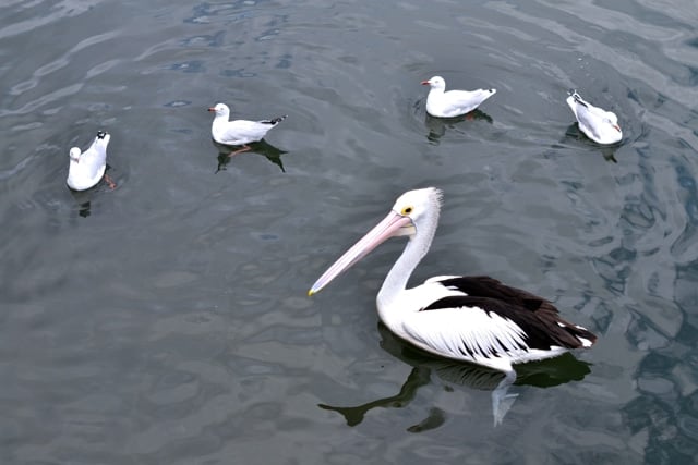 Sydney Fish Market24